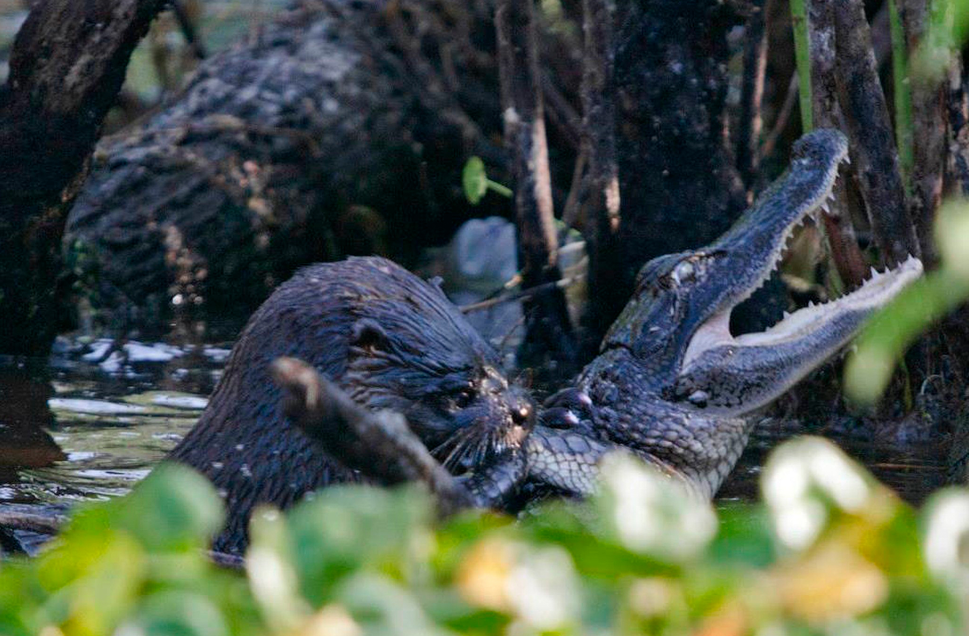 Fear and Terror of the Amazon - My, Otter, Animals, wildlife, Nature, Zoology, League of biologists, Longpost