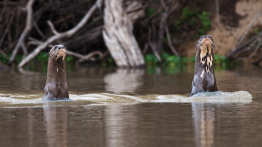 Fear and Terror of the Amazon - My, Otter, Animals, wildlife, Nature, Zoology, League of biologists, Longpost