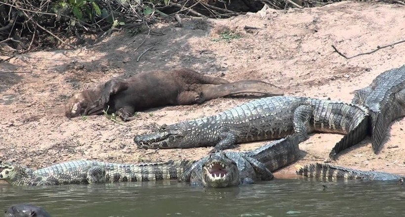 Fear and Terror of the Amazon - My, Otter, Animals, wildlife, Nature, Zoology, League of biologists, Longpost