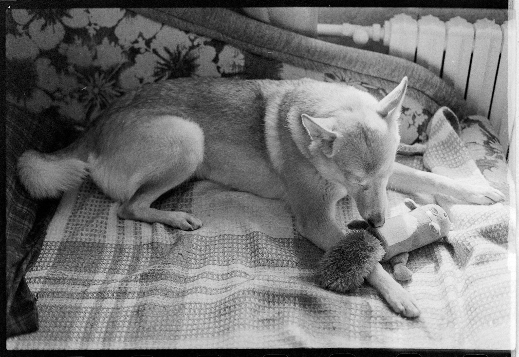 Favorite dog with his favorite toy - My, The photo, Film, Dog, Black and white photo