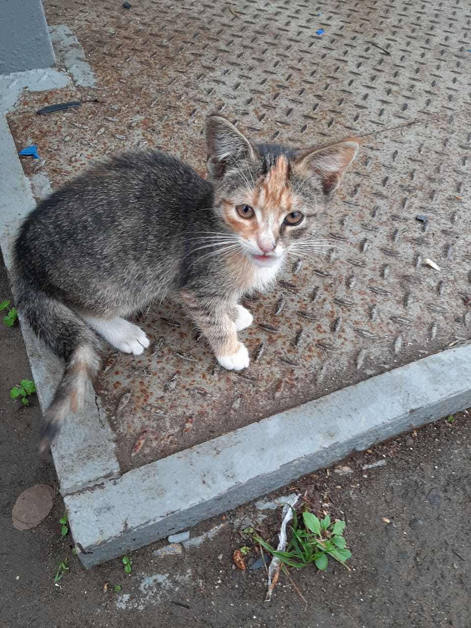 A foster mother cat and her foster cat-children are looking for a family! - My, cat, Help, No rating, In good hands, Longpost, Moscow, Moscow region