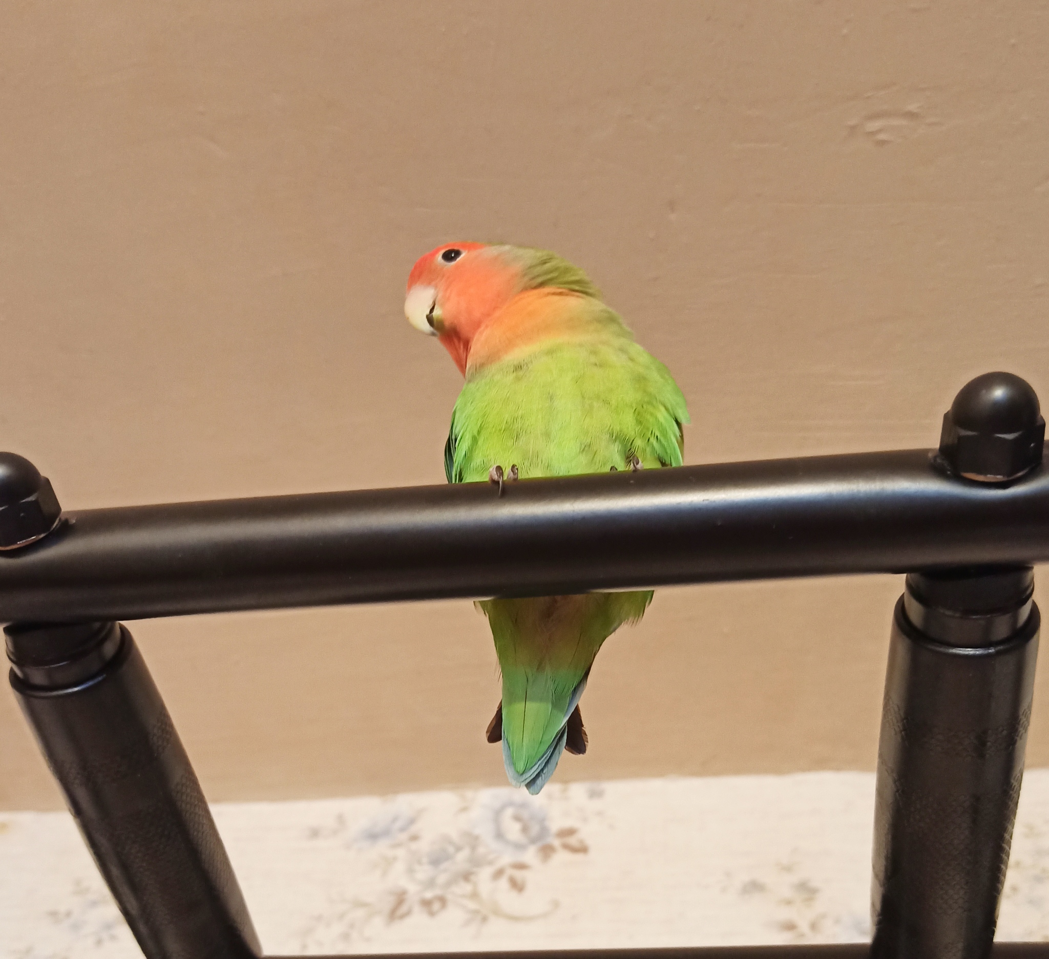 How are Khokha and Totosha doing? - My, Birds, A parrot, Totosh's parrot, Lovebirds, Rose-cheeked lovebird, Pets, Longpost