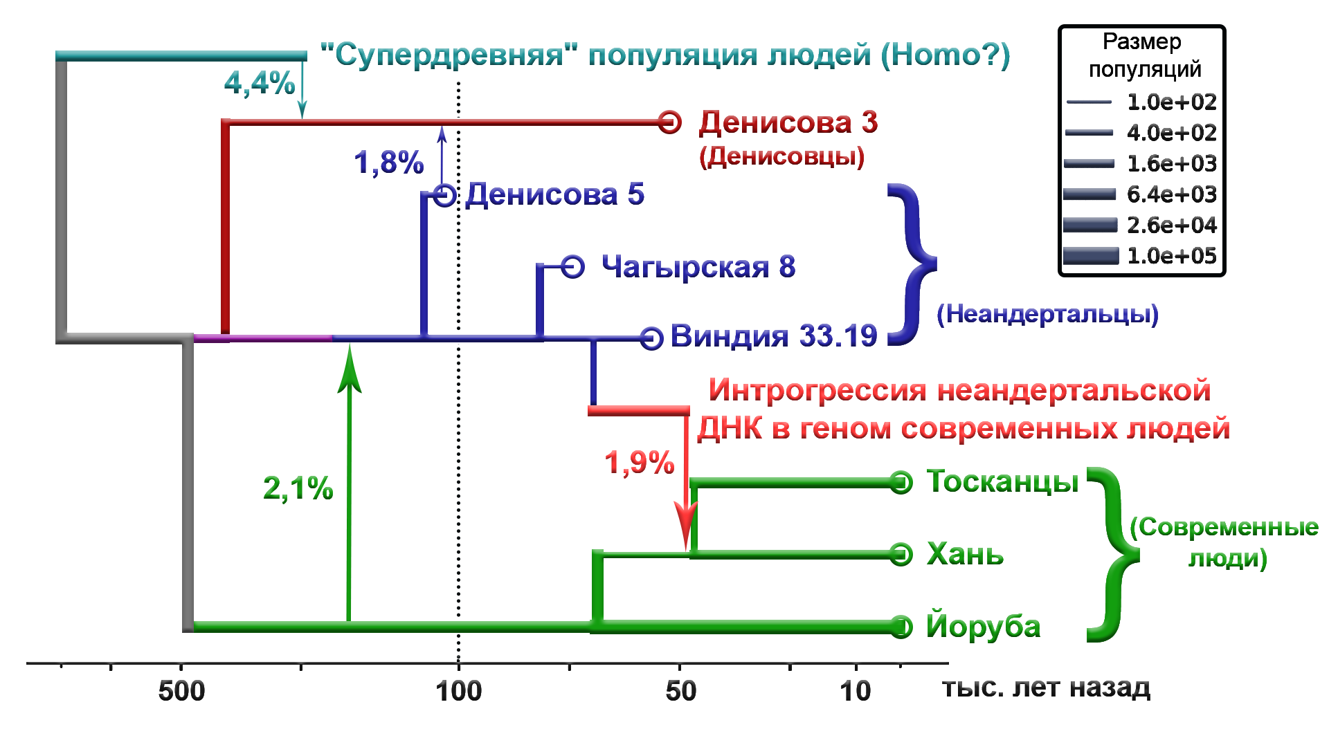 Siberian Neanderthals were from different waves of migrations (DNA from the Chagyrskaya cave of Altai) - My, The science, Archeology, Paleogenetics, Neanderthal, DNA, Denisovsky Man, Population genetics, Video, GIF, Longpost