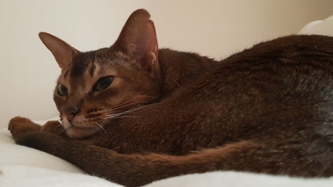 Bored - My, cat, Abyssinian cat, Longpost