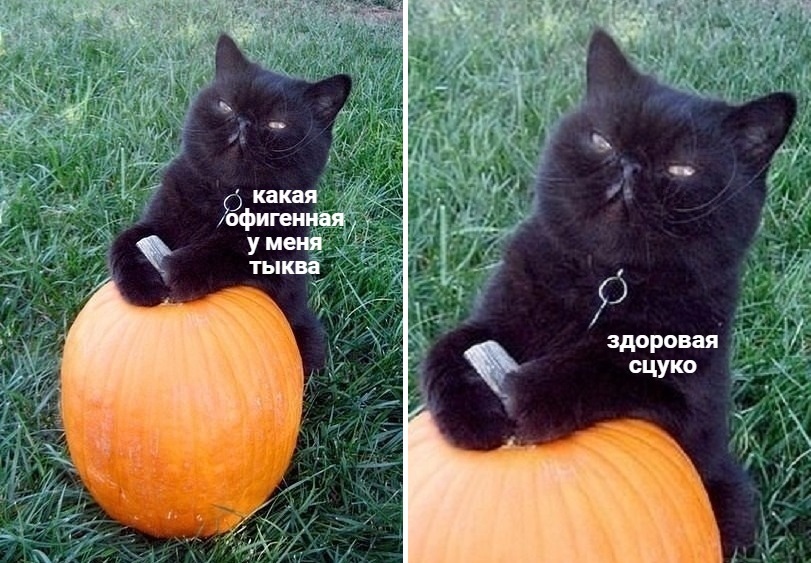 Are you really so callous that you’ll just scroll through and not be happy with the cat’s pumpkin? - cat, Pumpkin, Picture with text, Black cat, Animals