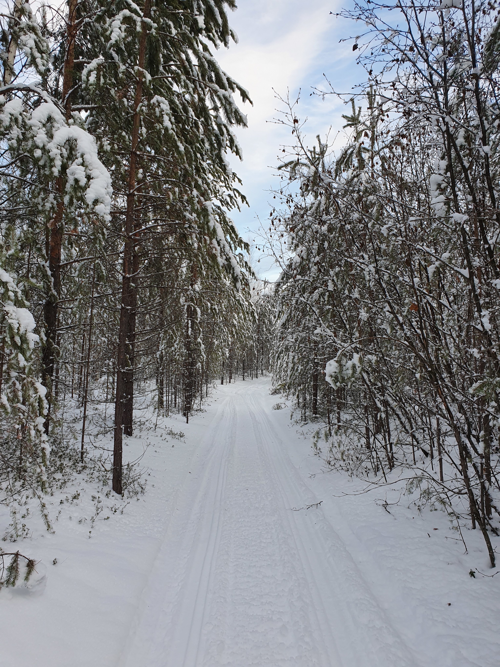 Not extreme, but north - My, North, KhMAO, Snow, Forest, Longpost