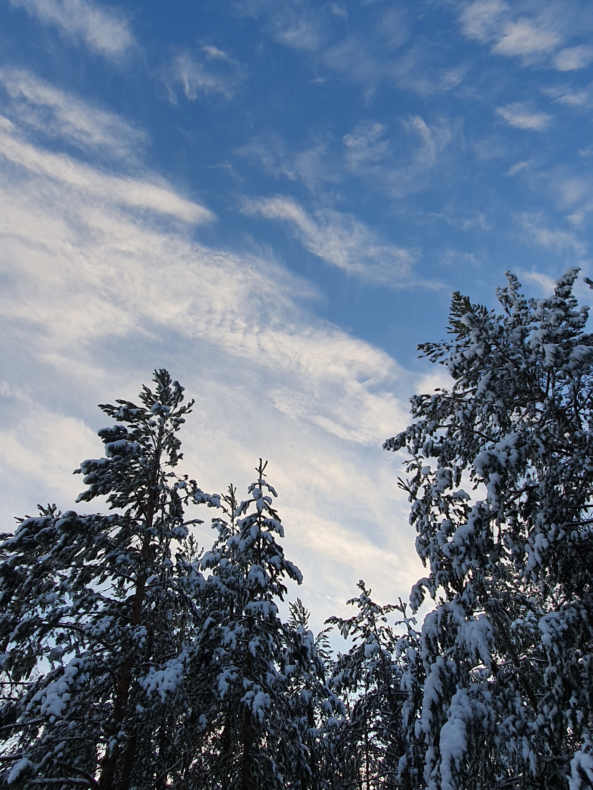 Not extreme, but north - My, North, KhMAO, Snow, Forest, Longpost