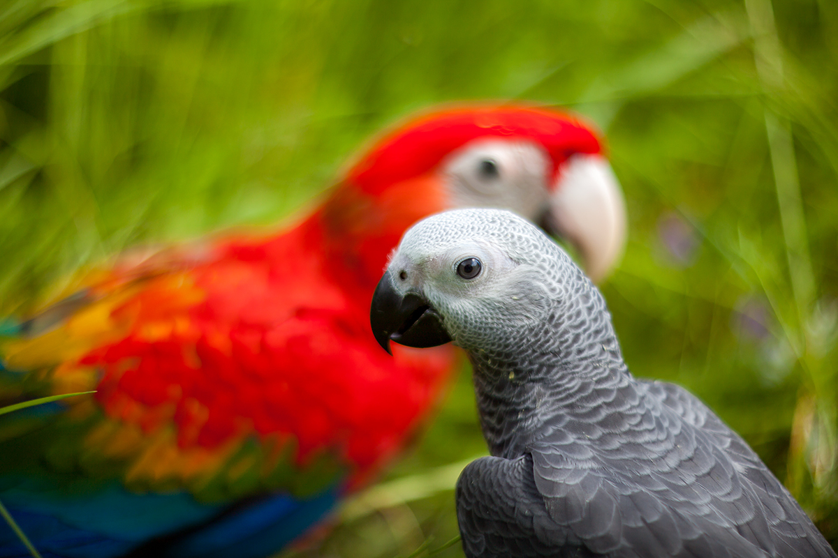 Walking with parrots - My, A parrot, Macaw parrots, Jaco, Longpost