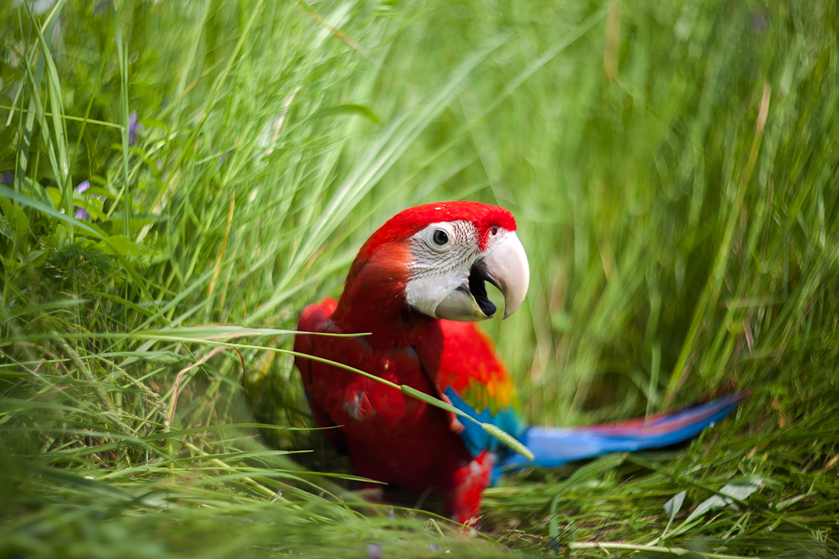 Walking with parrots - My, A parrot, Macaw parrots, Jaco, Longpost