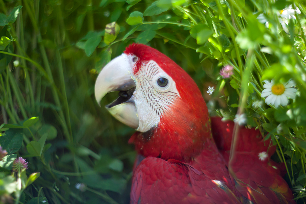 Walking with parrots - My, A parrot, Macaw parrots, Jaco, Longpost