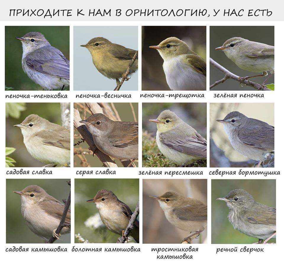 Come to ornithology - Ornithology, Birds, Memes, Come to us