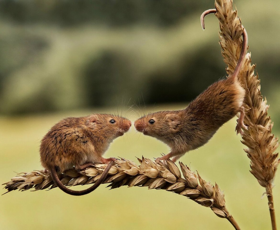 Field mice can be cute too) - Field mouse, Milota, Longpost