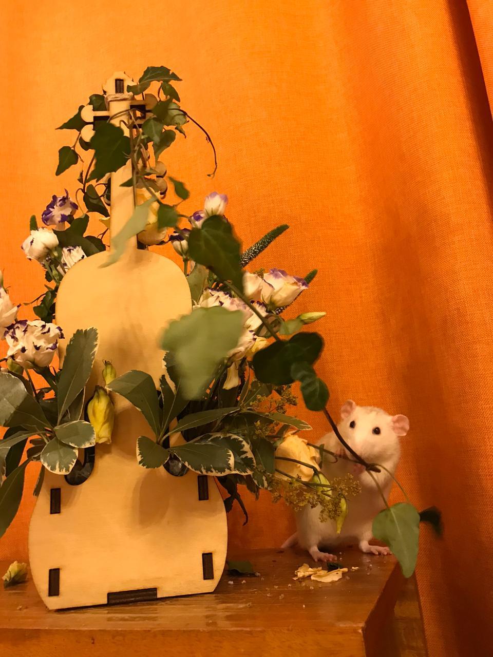 The maestro also plays the violin! - My, Rat, Flowers, Longpost