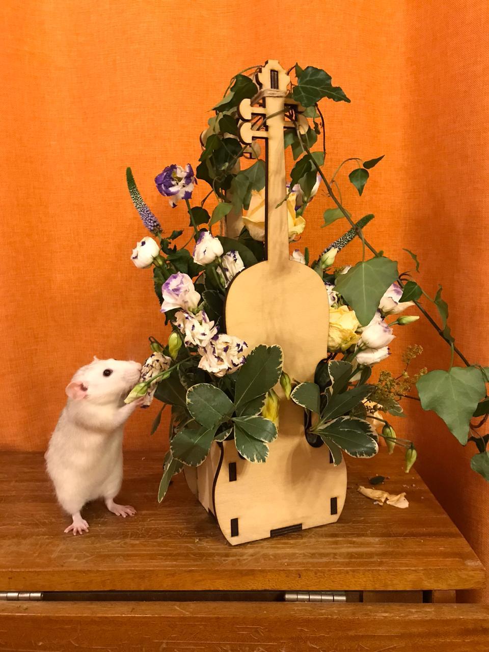 The maestro also plays the violin! - My, Rat, Flowers, Longpost