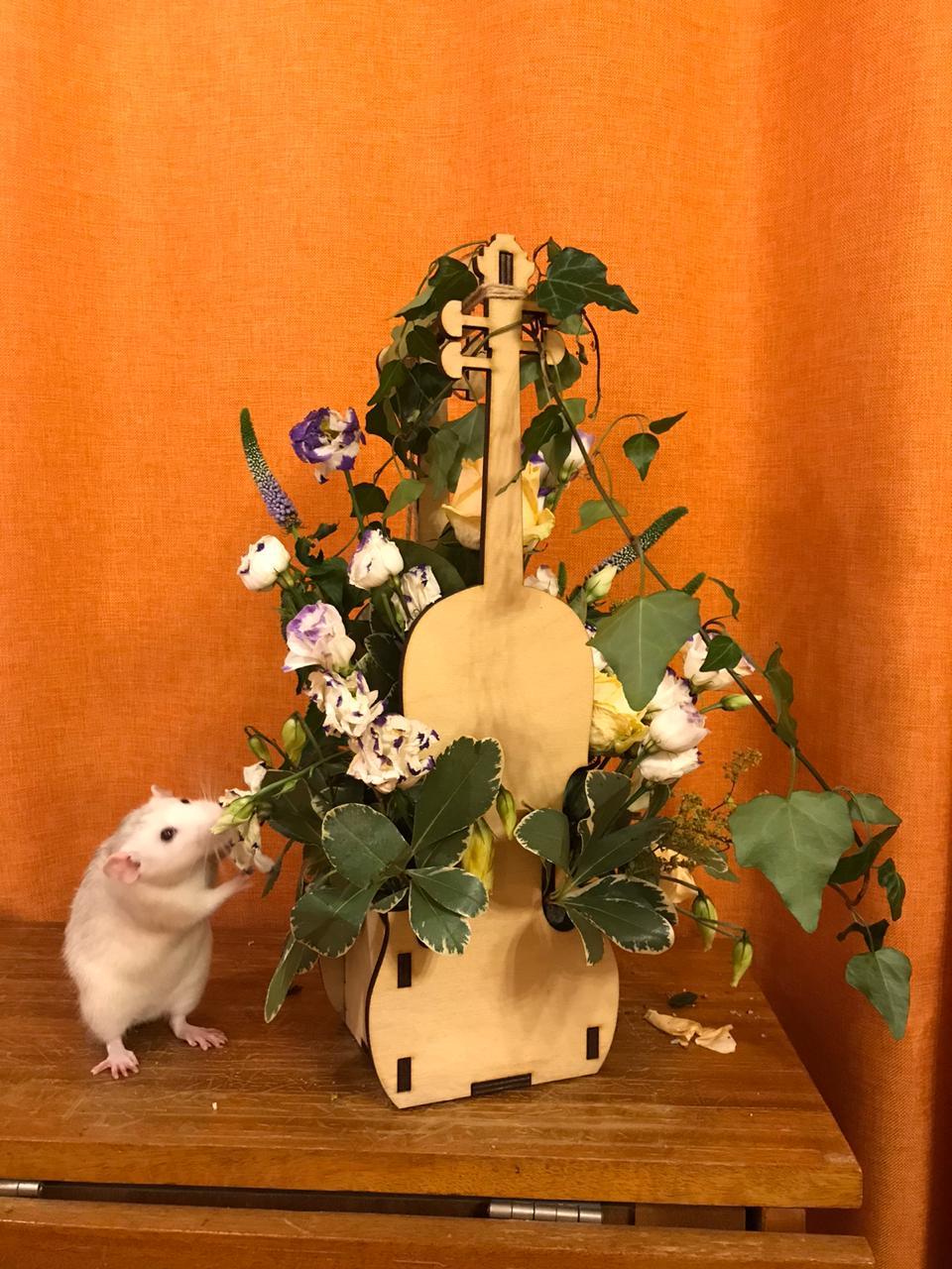 The maestro also plays the violin! - My, Rat, Flowers, Longpost