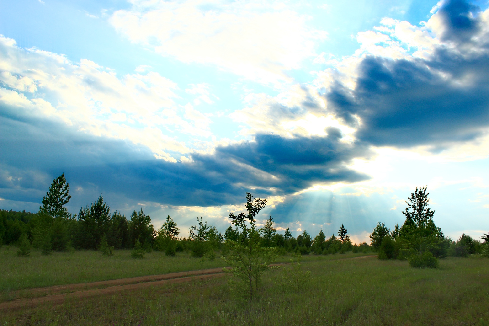 Photo - My, Beginning photographer, The photo, Insects, Nature, Plants, Landscape, Sky, Longpost