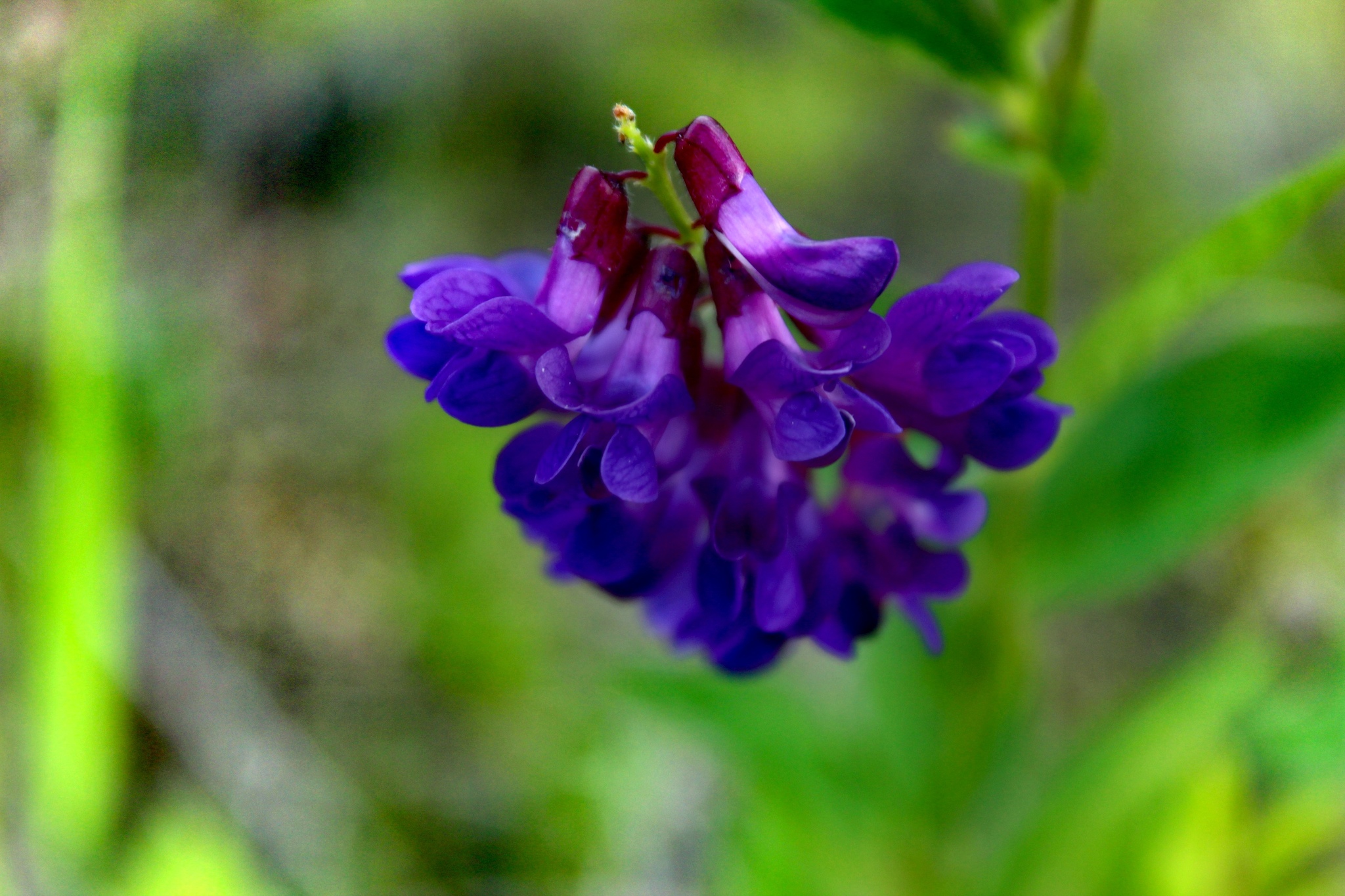 Photo - My, Beginning photographer, The photo, Insects, Nature, Plants, Landscape, Sky, Longpost