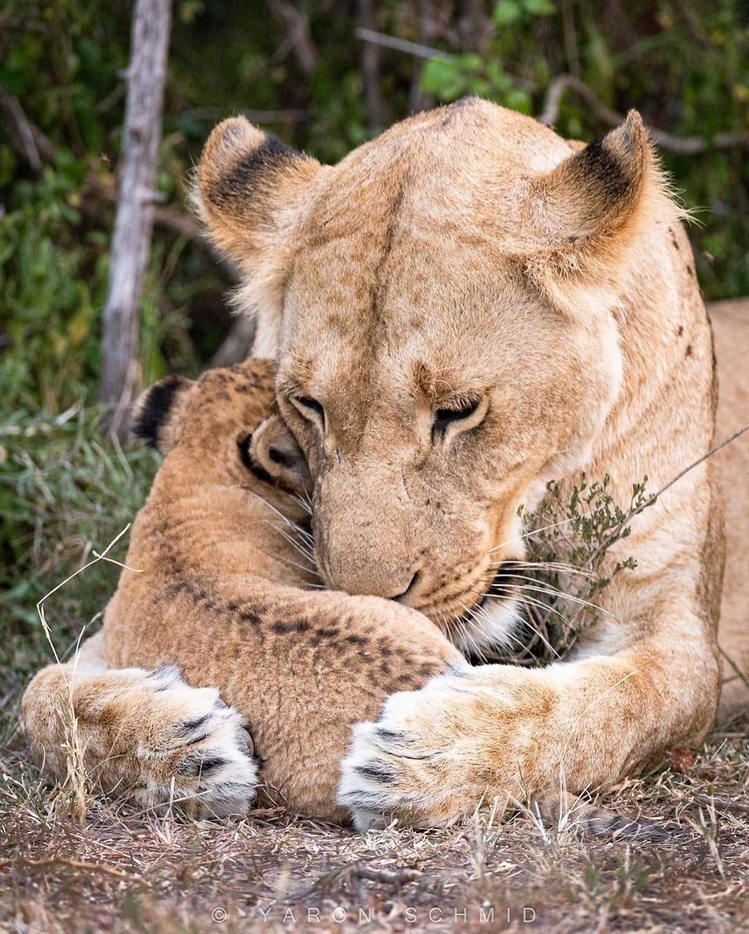 F - photogenic! - Lioness, Lion cubs, Photogenic, Longpost, Wild animals, The photo, Big cats