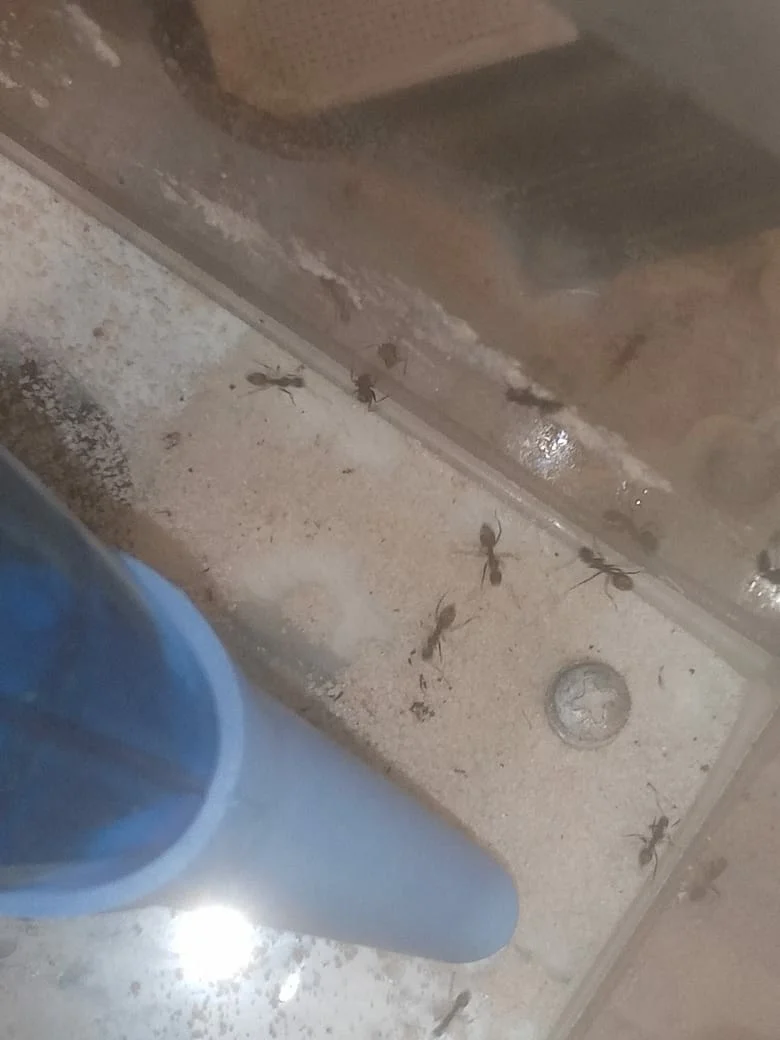 REVIEW of a vacuum cleaner for catching ants + an attempt to resettle a colony with its help - My, Formicaria, Ants, Overview, Longpost, Camponotus, A vacuum cleaner