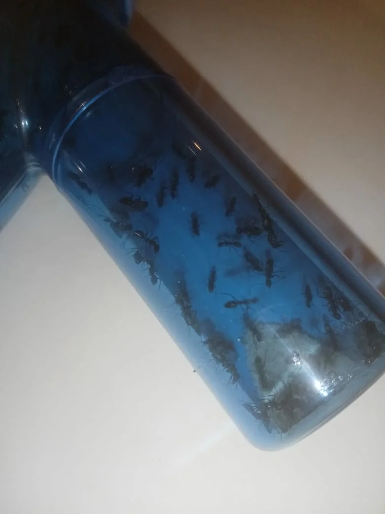 REVIEW of a vacuum cleaner for catching ants + an attempt to resettle a colony with its help - My, Formicaria, Ants, Overview, Longpost, Camponotus, A vacuum cleaner