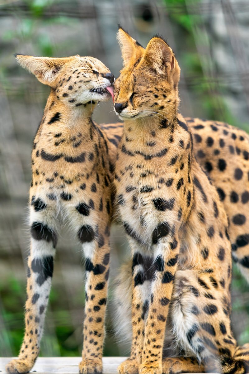 Servals - Serval, Big cats, Longpost