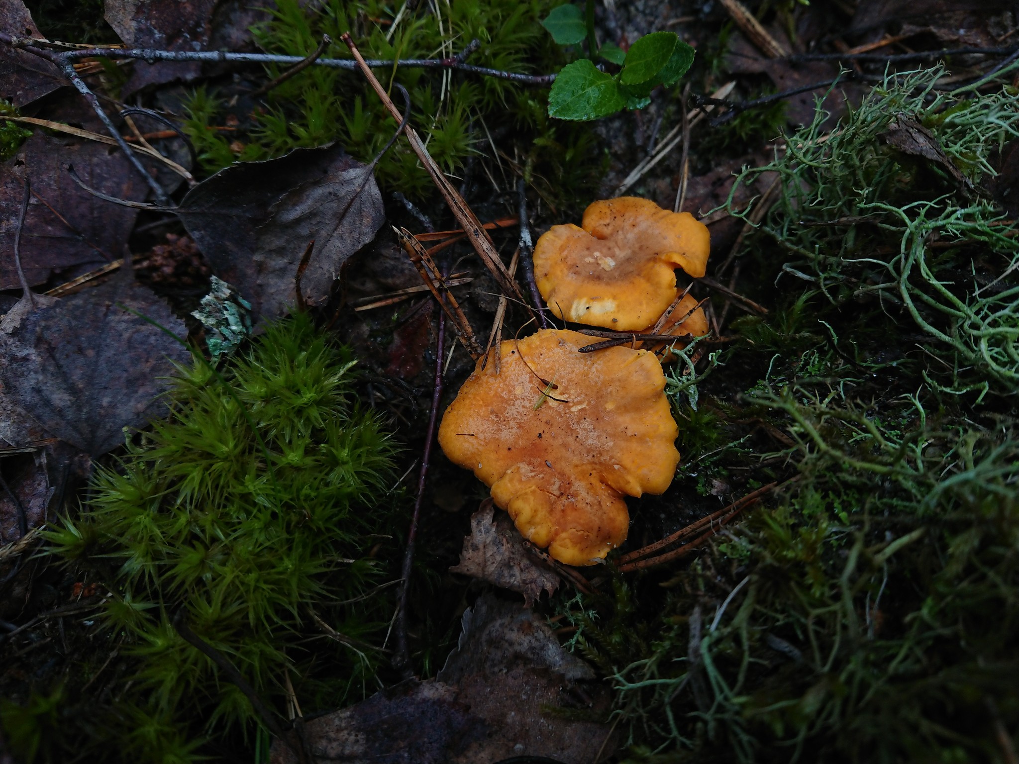 Finally there is a holiday on our street - My, Mushrooms, Chanterelles, Thyme, Blueberry, beauty, Longpost