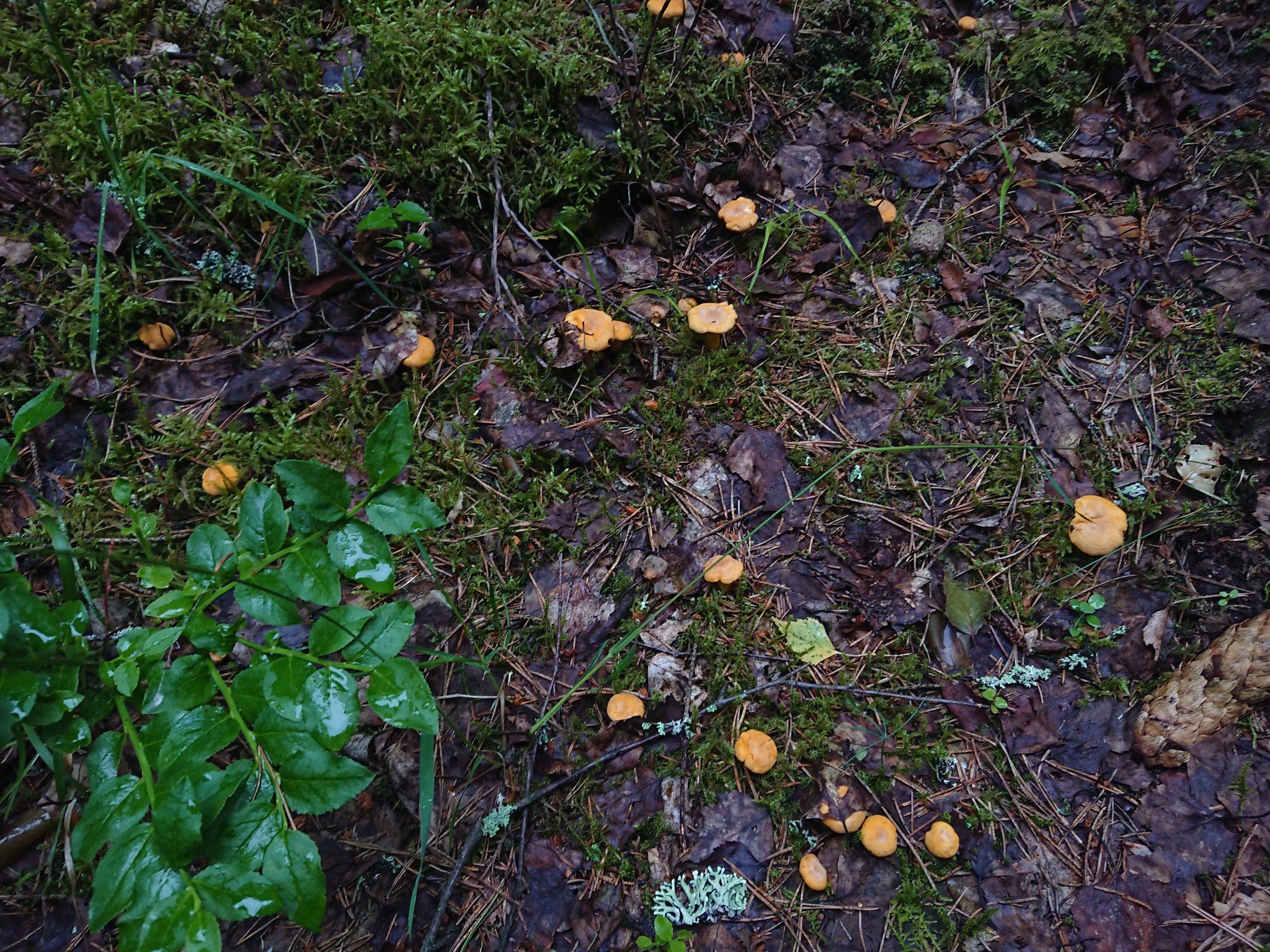 Finally there is a holiday on our street - My, Mushrooms, Chanterelles, Thyme, Blueberry, beauty, Longpost