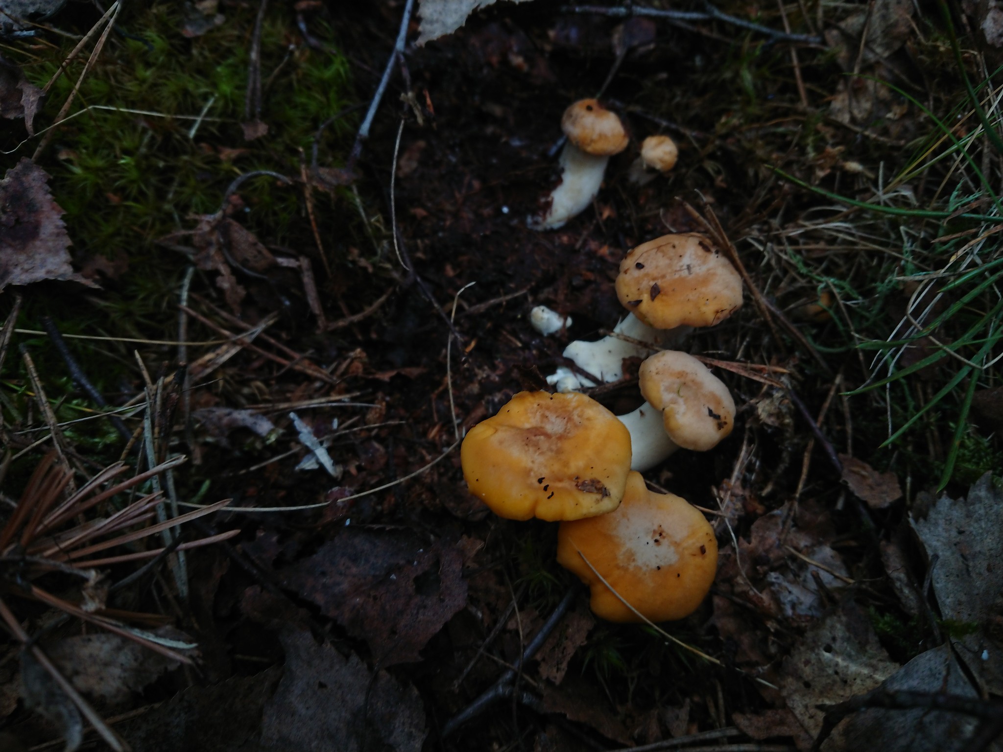 Finally there is a holiday on our street - My, Mushrooms, Chanterelles, Thyme, Blueberry, beauty, Longpost