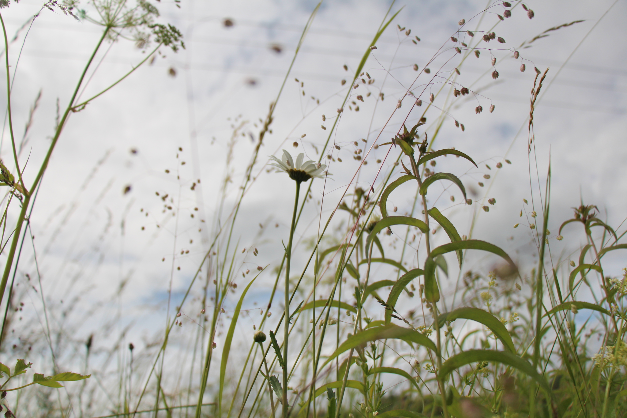 Flowers. The view is not from there - My, The photo, Wildflowers, Experiment, Longpost