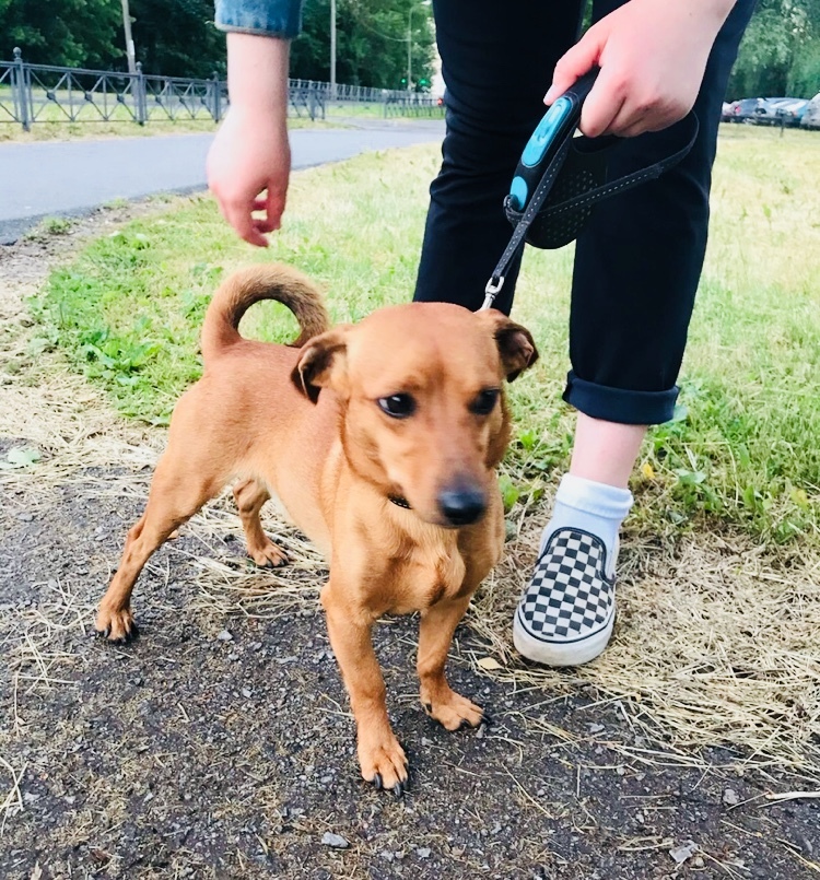 Old lady Chikha and young dog Krosh are looking for their home. Small refuse dogs. St. Petersburg and Leningrad region - My, Dog, In good hands, Saint Petersburg, Leningrad region, Kindness, No rating, Longpost