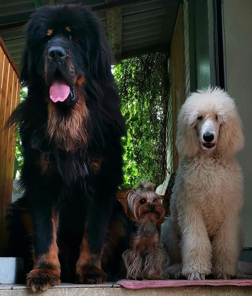 The troika is daring! - My, Tibetan mastiff, Poodle, Yorkshire Terrier, Dog, Friends, Longpost