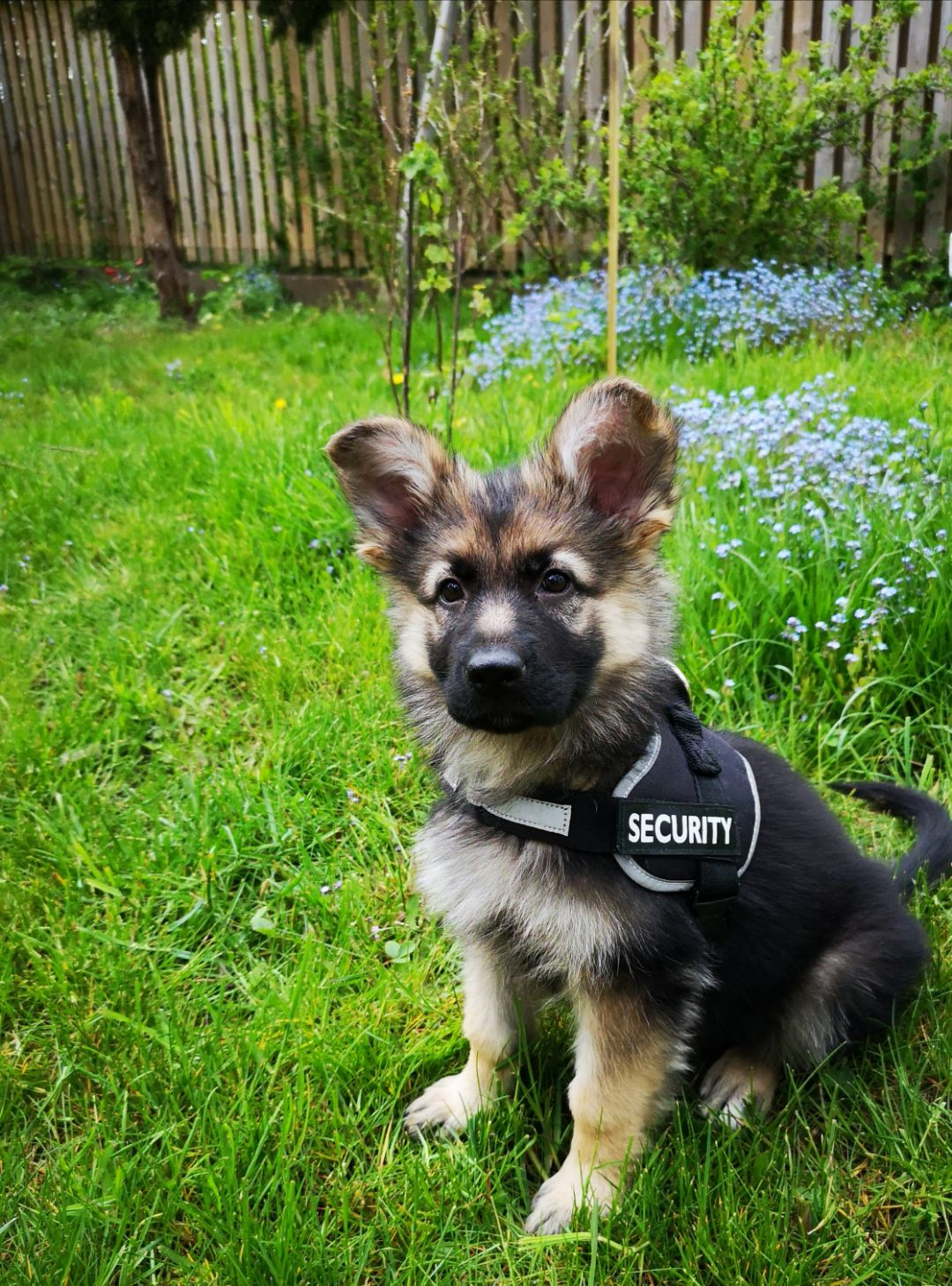 First day at work - Milota, Dog, Puppies, Security guard