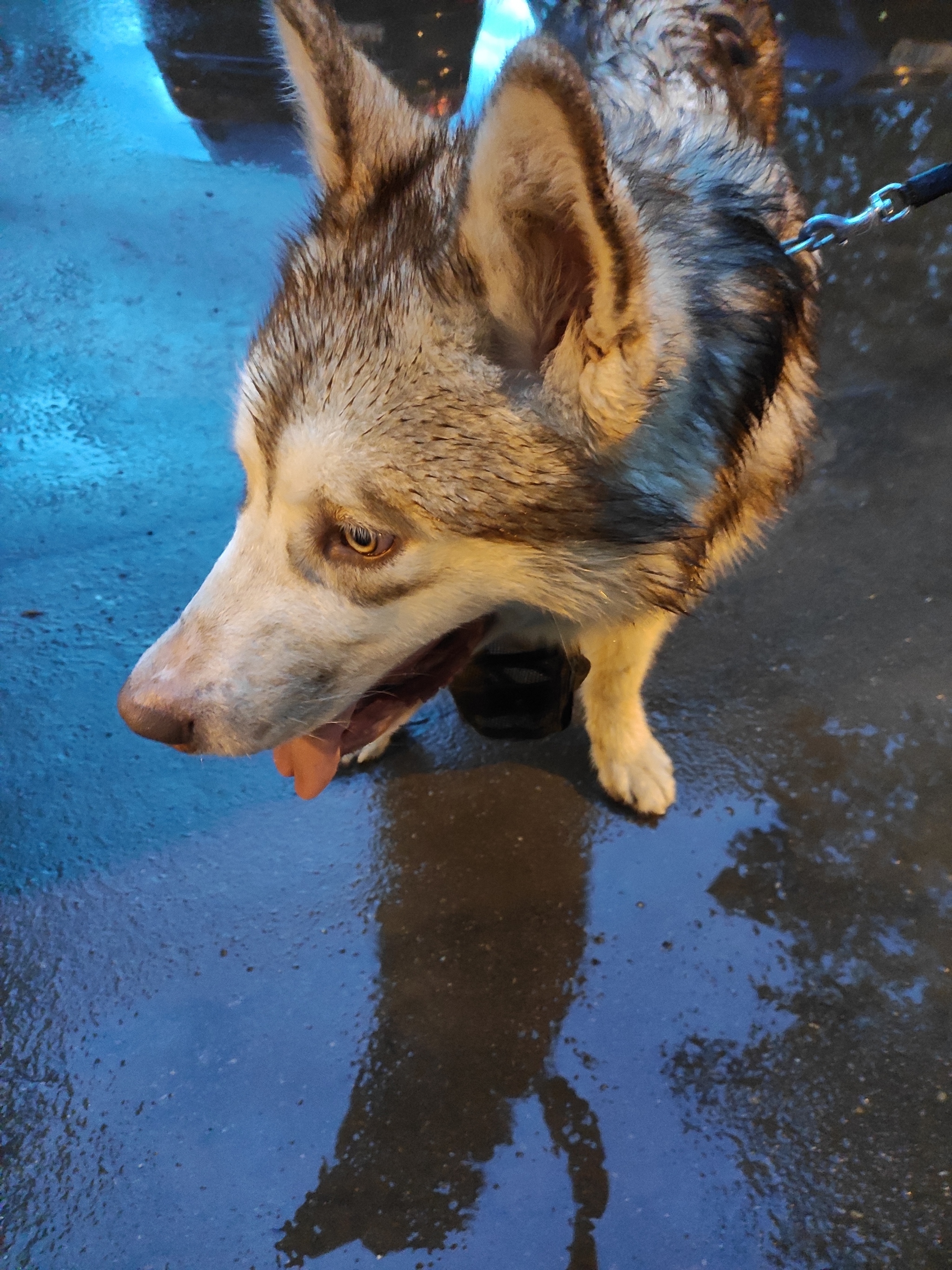 UPD dog found and returned to owner - Dog, Lost, Husky, Laika, No rating, Longpost, Troitsk