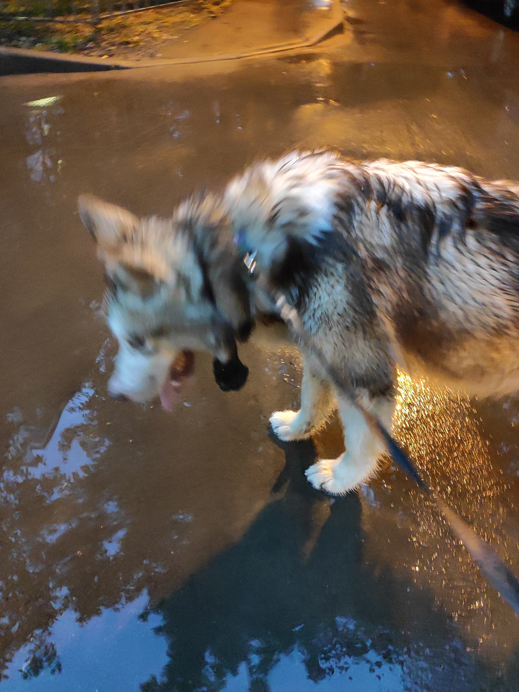 UPD dog found and returned to owner - Dog, Lost, Husky, Laika, No rating, Longpost, Troitsk