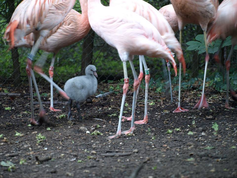 Deception, deception all around!... - Birds, Flamingo, Eggs, Chick, Zoo, The national geographic, Longpost