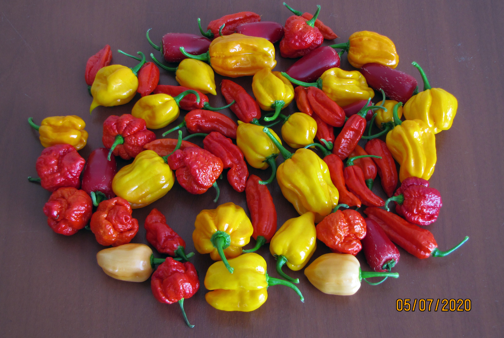 I will also share the harvest - My, Pepper, Hot peppers, Pepper farming, cat, Longpost