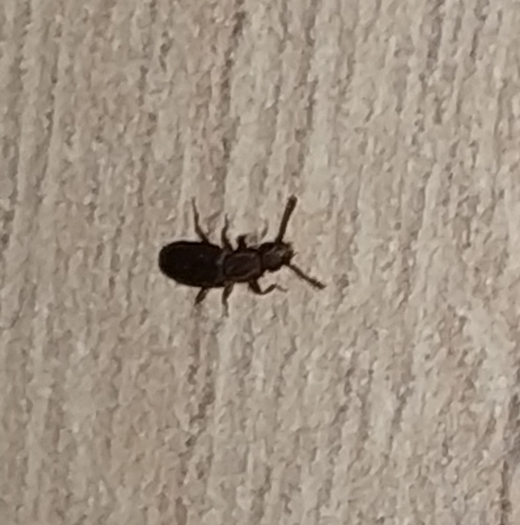 Help identify this insect - My, House insect, Жуки