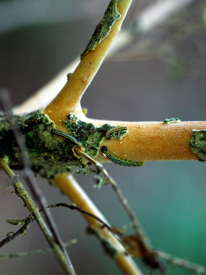 Wild boxwood is dying out... - My, Cat_cat, Story, Ecology, Forest, Extinction, Longpost