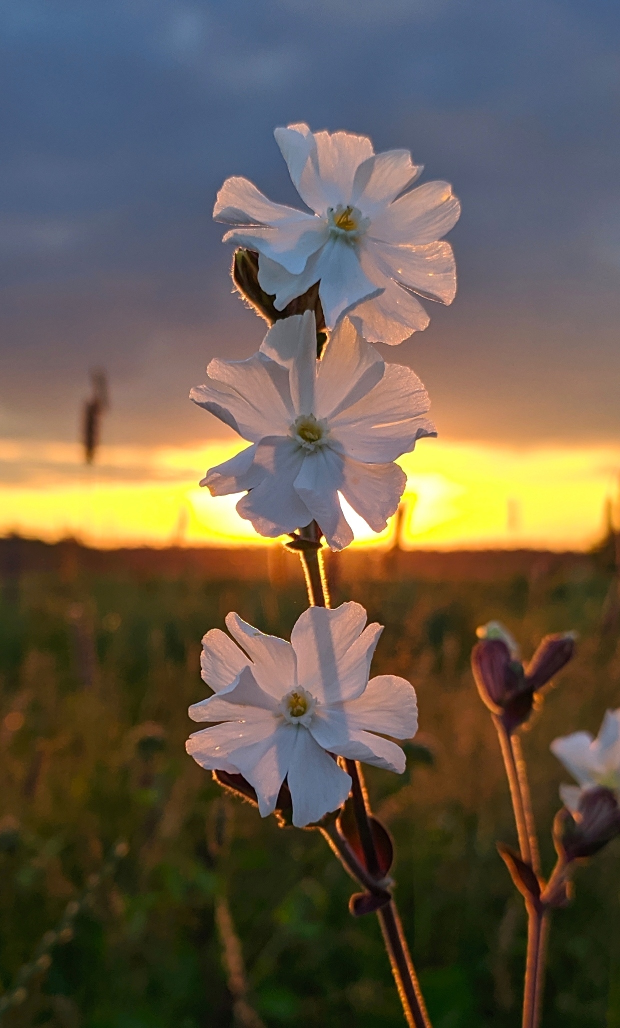 Flower at sunset - My, The photo, Flowers, Sunset, Summer