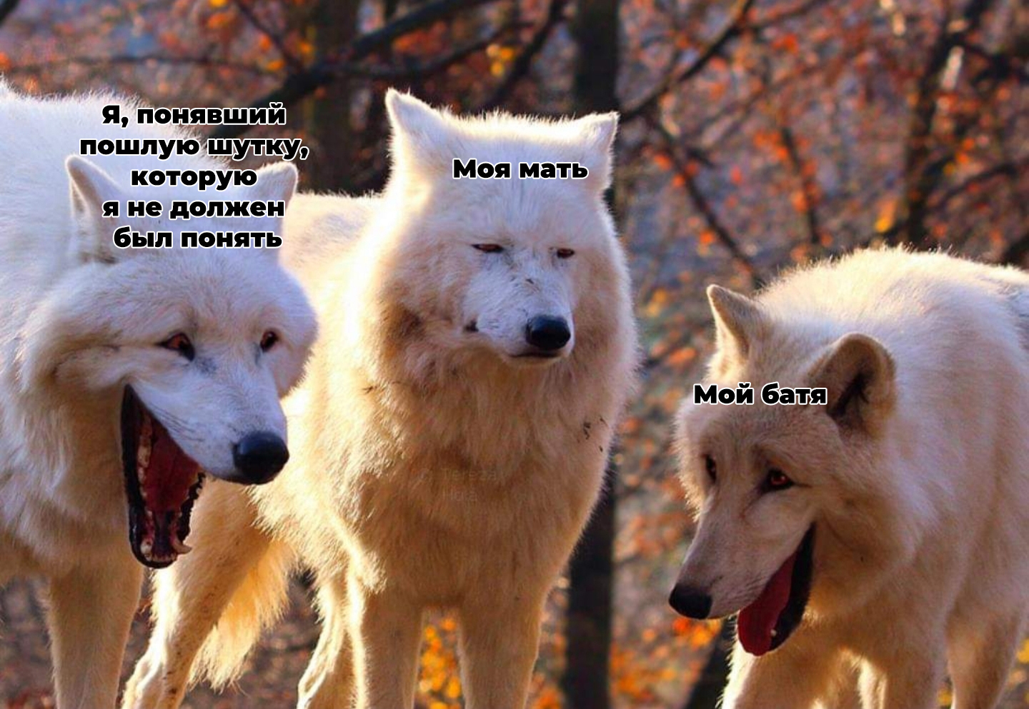 Wolves - Reddit, Translation, Humor, Wolf, Picture with text