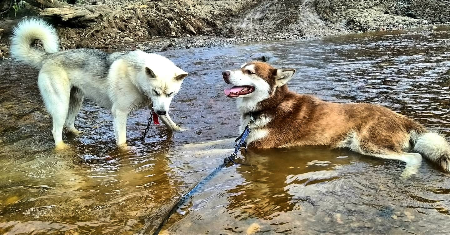 Dog - diving behind stones - My, Dog, Alaskan Malamute, Mestizo, Husky, Laika, River, Video, Longpost