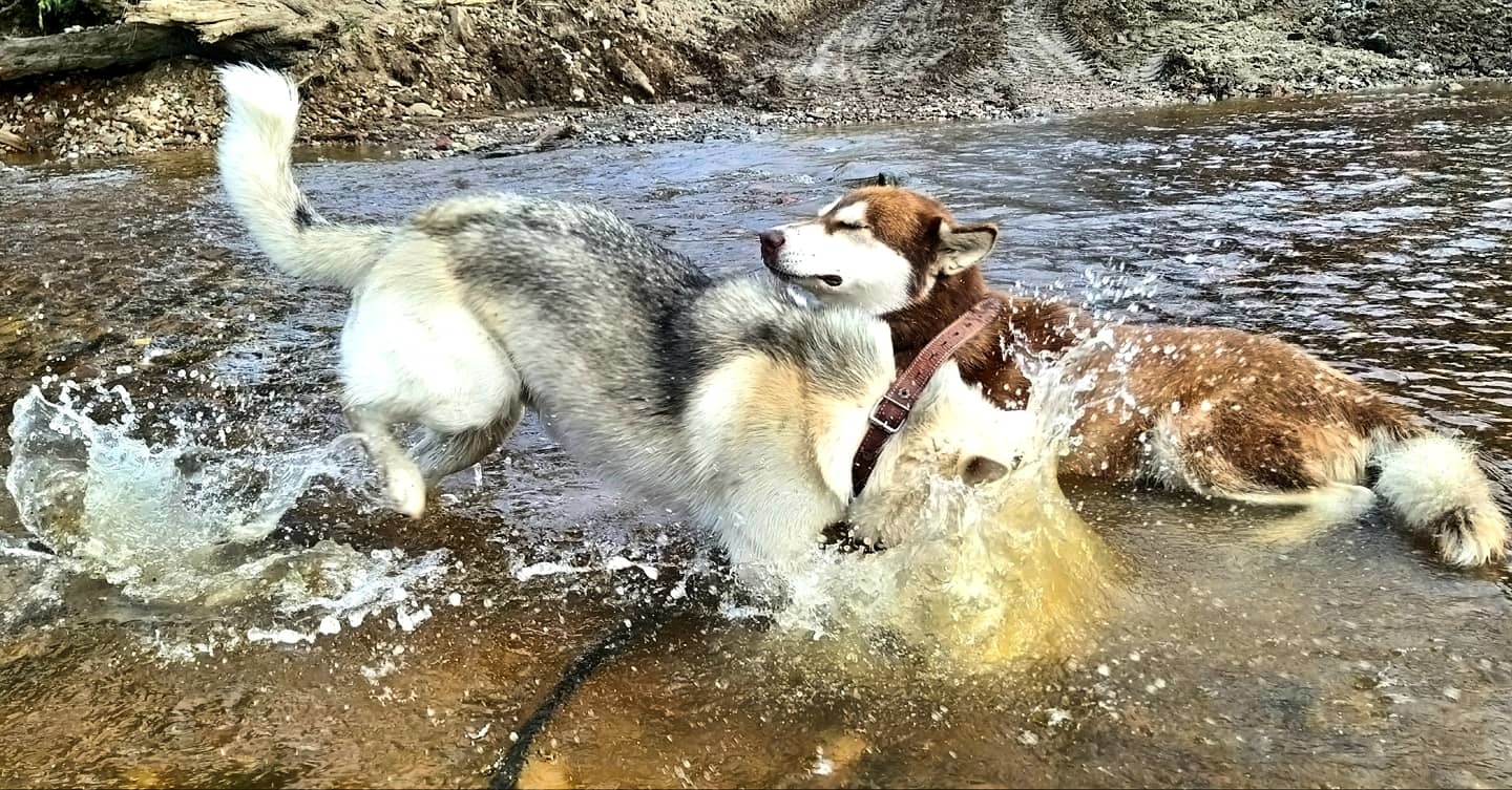 Dog - diving behind stones - My, Dog, Alaskan Malamute, Mestizo, Husky, Laika, River, Video, Longpost