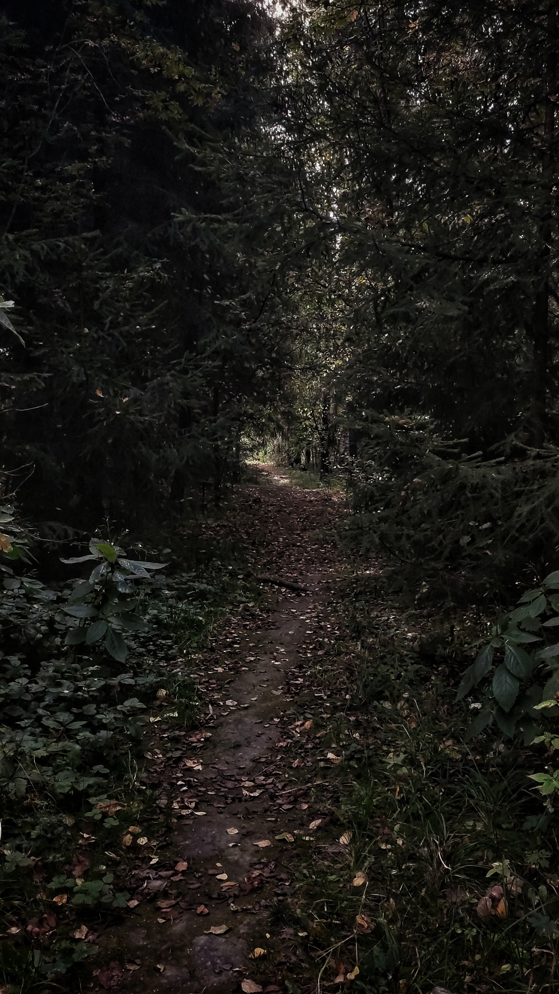 Point of view - My, Photo on sneaker, Nature, Work, Longpost, Thoughts