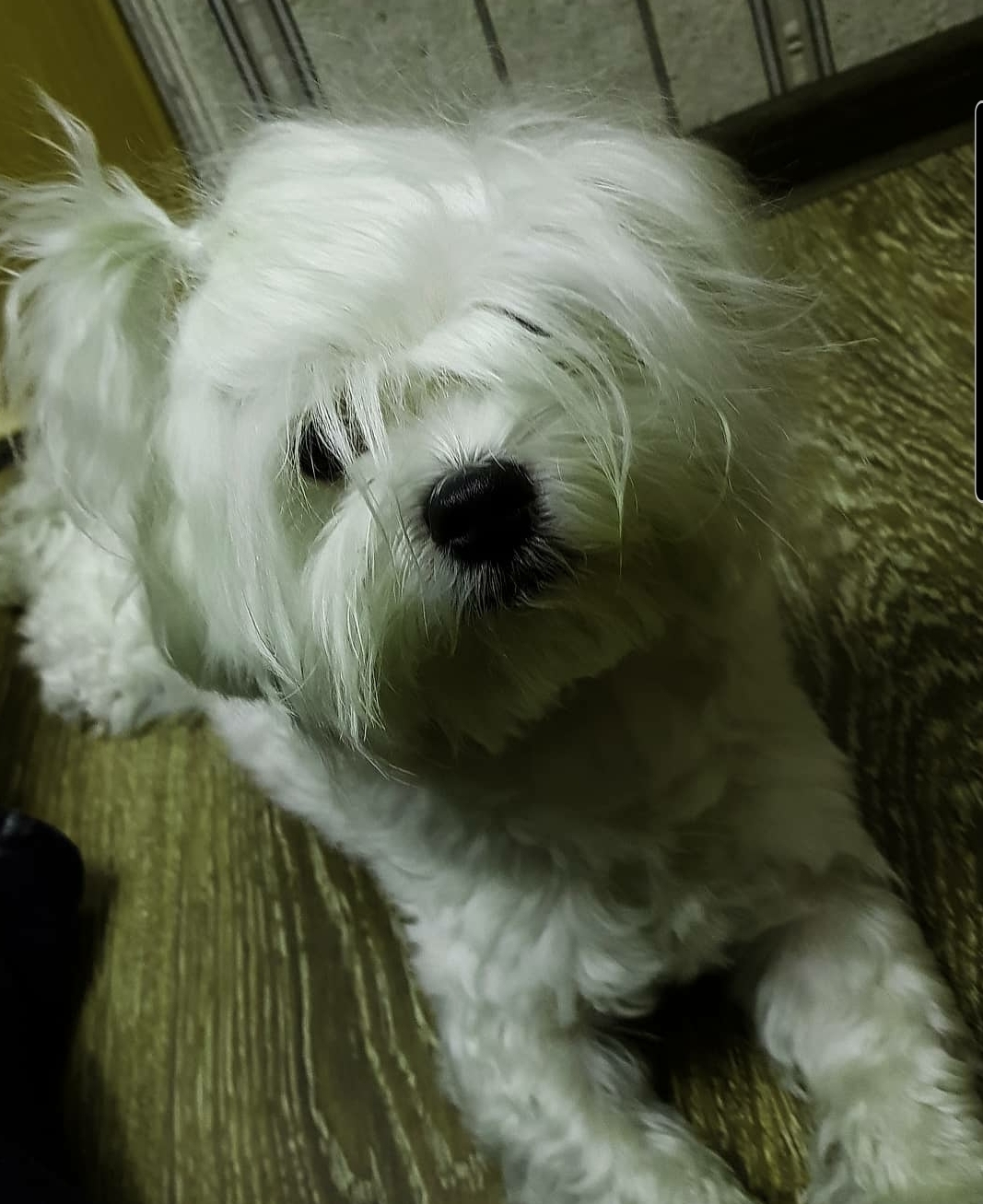 And again Locky - My, Good boy, Maltese, Maltese lapdog, Dog, Dog days, Longpost