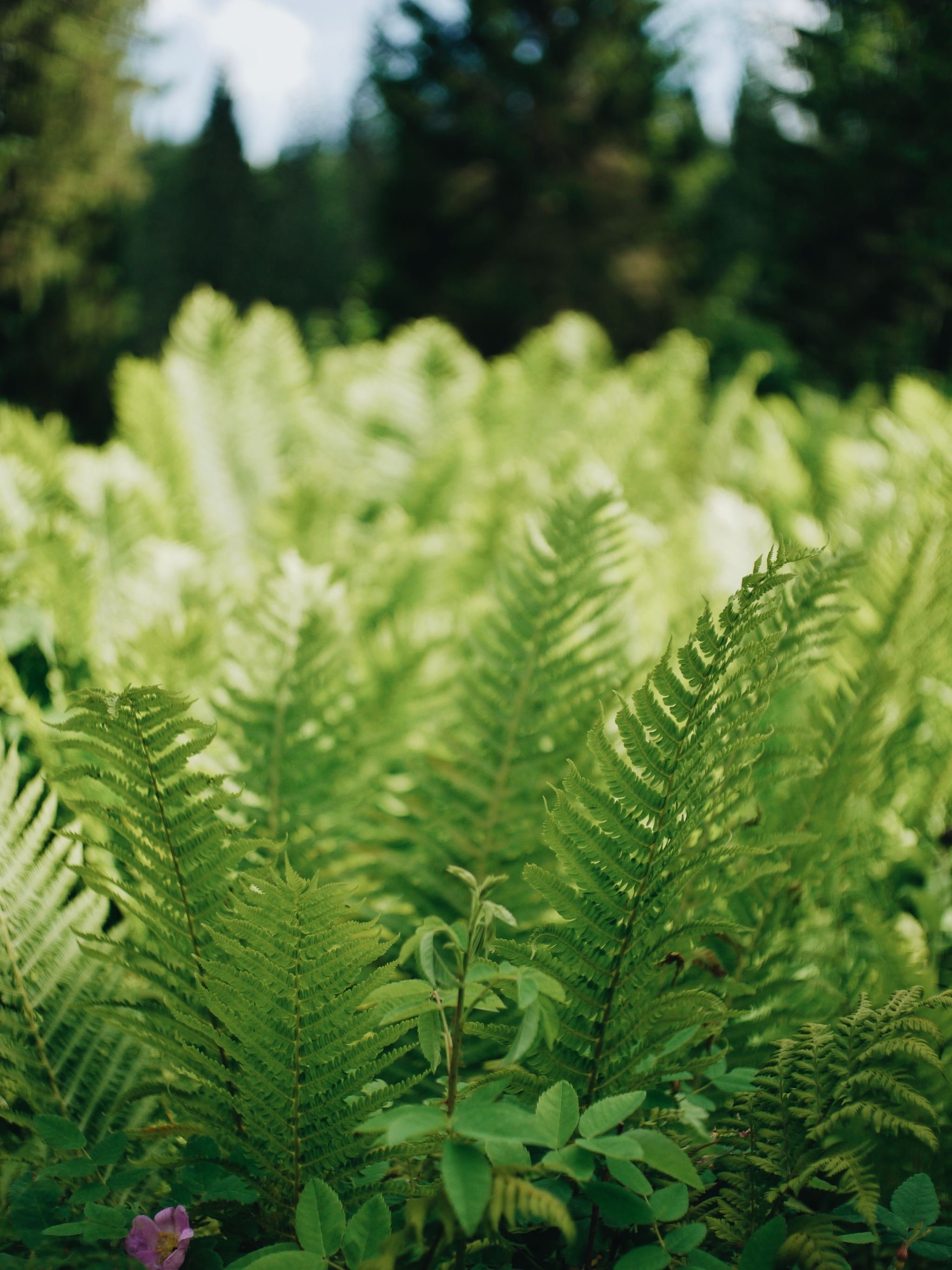 A small portion of summer 2020 - My, Nature, Summer, Ural, Udmurtia, Friends, Greenery, Brightness, Longpost