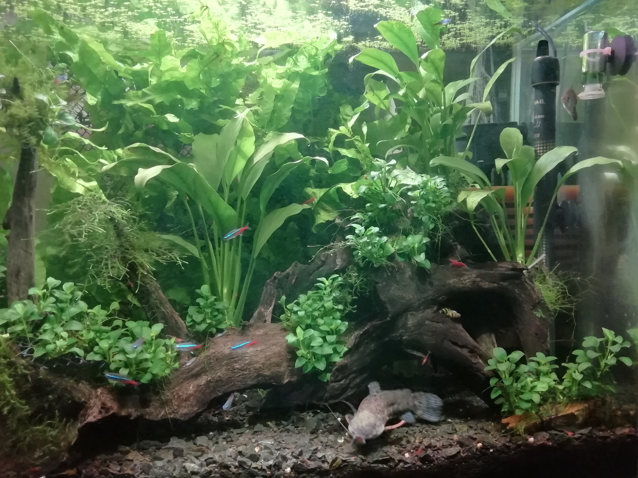 Two aquariums of 150 liters each - My, Aquarium, Aquarium herbalist, Longpost