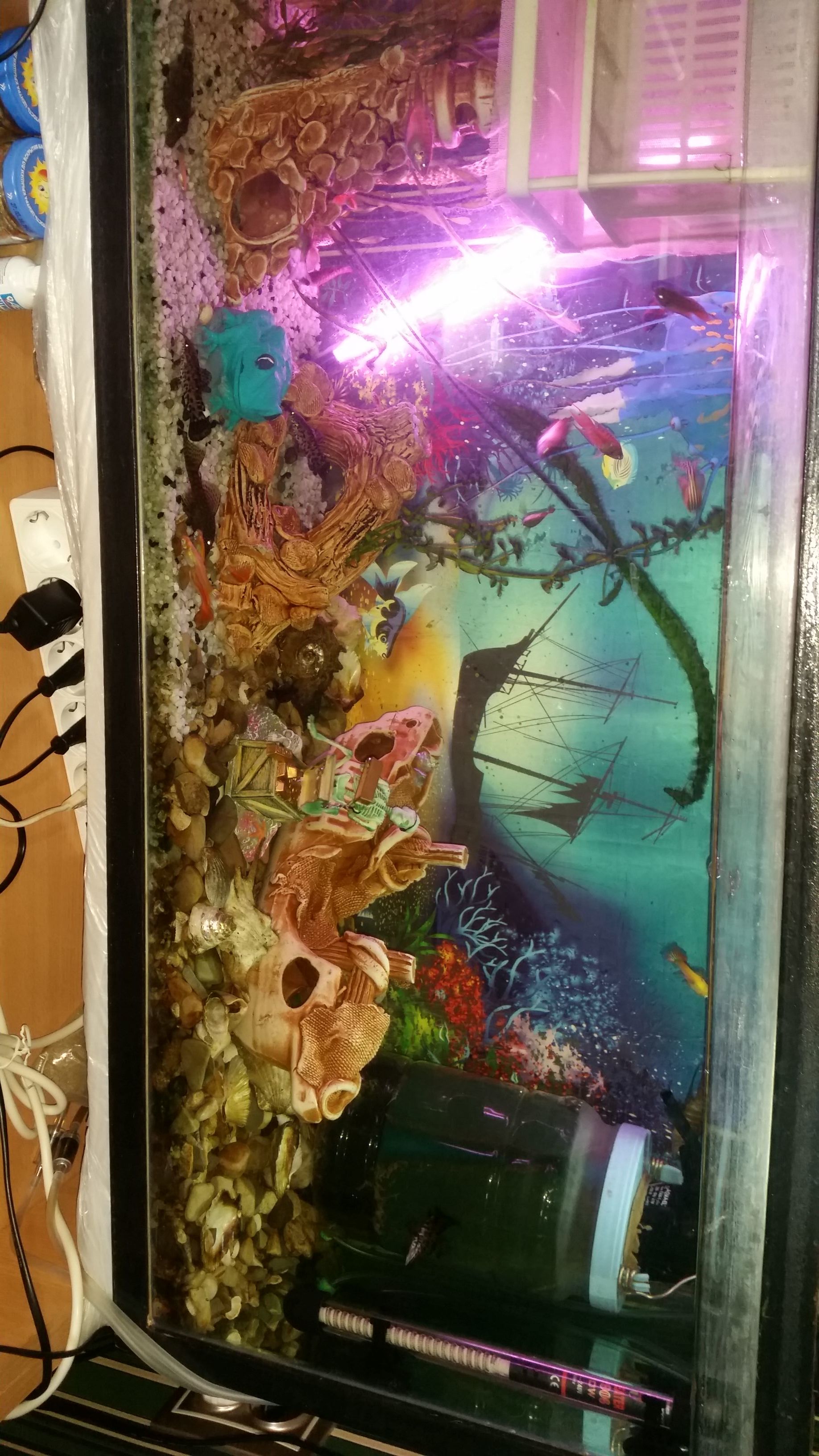 Here's what I got - My, Aquarium, Like, Longpost