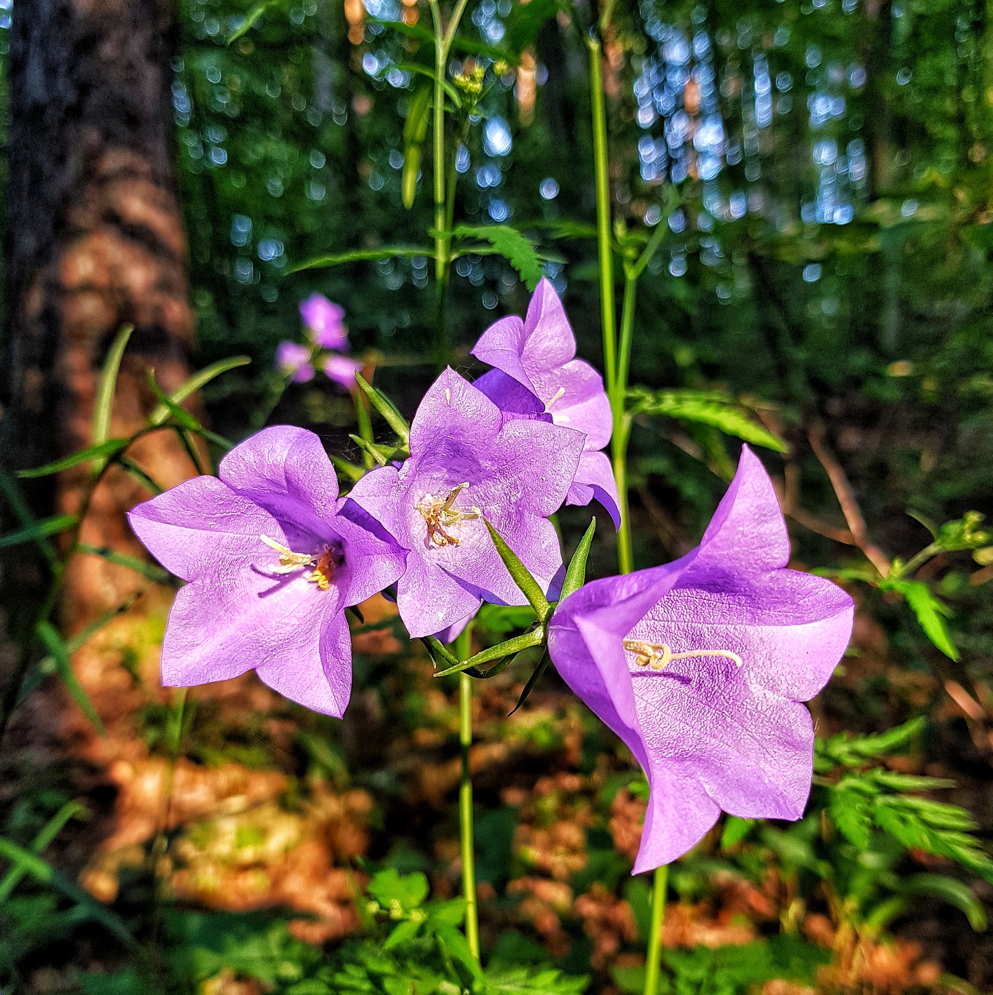 Колокольчик цветок в лесу
