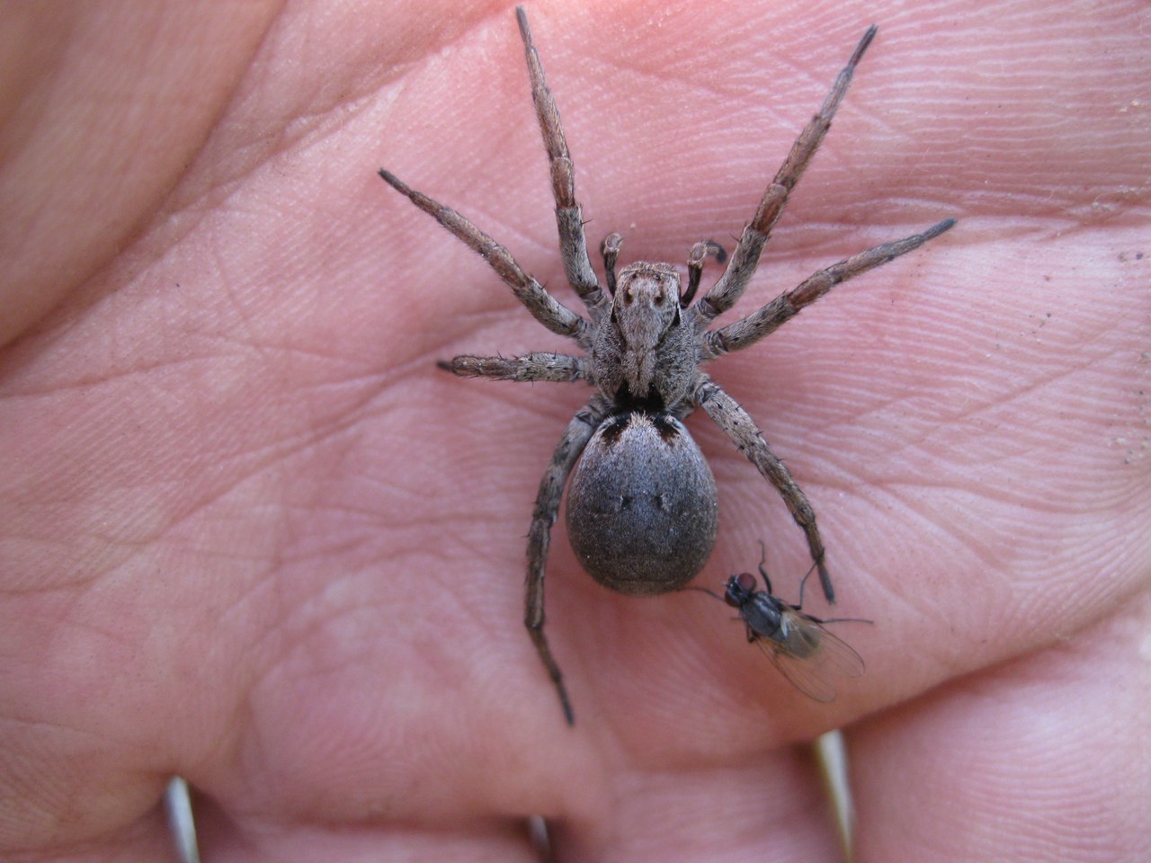 The fly is harassing the spider! Now you've seen everything... - My, Spider, Муха, Nature, Insects