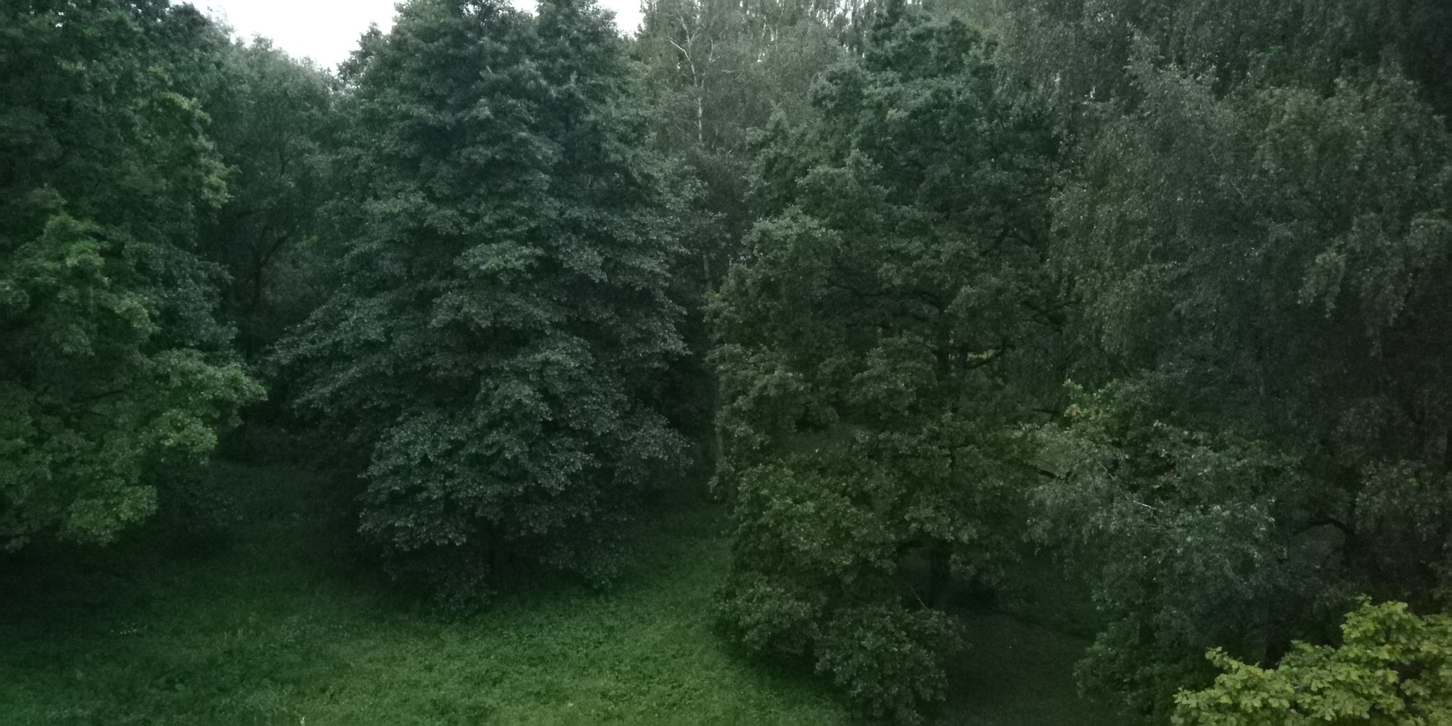 Such a lush forest in our yard - My, Forest, Nature